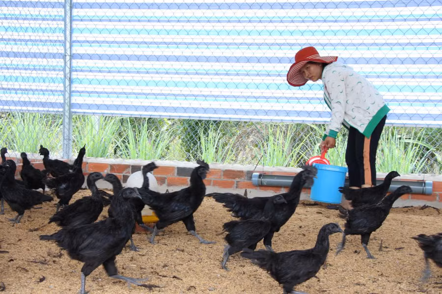Chăm sóc gà đen Indonesia tại 2 trại gà đen ở huyện Tân Châu (tỉnh Tây Ninh) đơn giản, không tốn nhiều công sức. Chăm sóc gà đen Indonesia tại 2 trại gà đen ở huyện Tân Châu (tỉnh Tây Ninh) đơn giản, không tốn nhiều công sức.