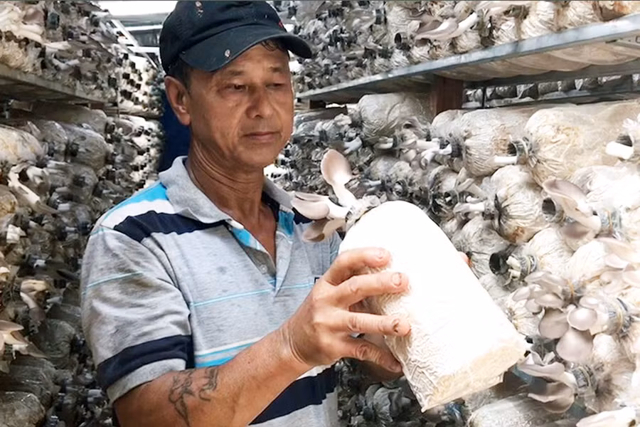 Ông Phan Văn Tĩnh (thôn Hương Phú, xã Ia Glai, huyện Chư Sê) giới thiệu sản phẩm nấm bào ngư của gia đình. Ảnh: Ngọc Sang
