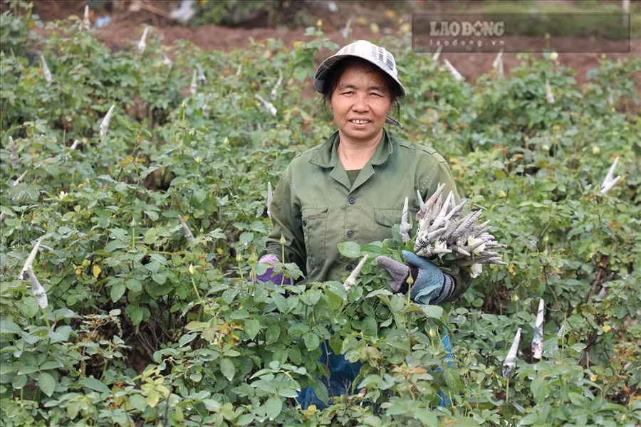 Bà Toàn đang thu hoạch hoa để kịp đóng hàng gửi đi Hải Phòng. Ảnh: Phương Duy