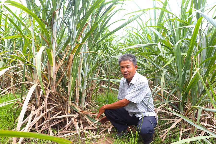 Khi áp dụng Công trình bản đồ hiện trạng dinh dưỡng đất sẽ giúp cho việc bón phù hợp với từng chân đất, từng thời kỳ sinh trưởng và phát triển cây mía. Ảnh: Ngọc Minh