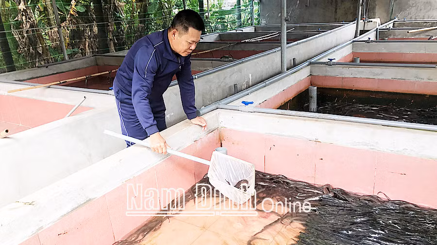 Mô hình nuôi lươn không bùn trong bể xi măng của anh Phạm Thế Thành, xã Hải Giang (huyện Hải Hậu, tỉnh Nam Định).