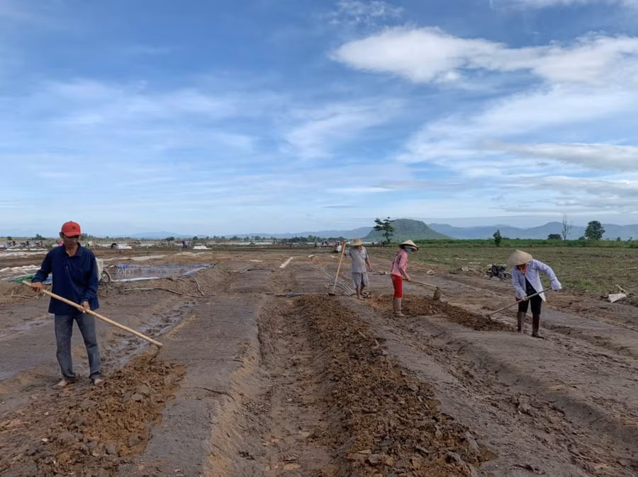 Gia đình bà Nguyễn Thị Hồng (94 Hùng Vương, thị xã Ayun Pa) tập trung làm đất, gieo lại thuốc lá cho kịp mùa vụ.Ảnh.Vũ Chi