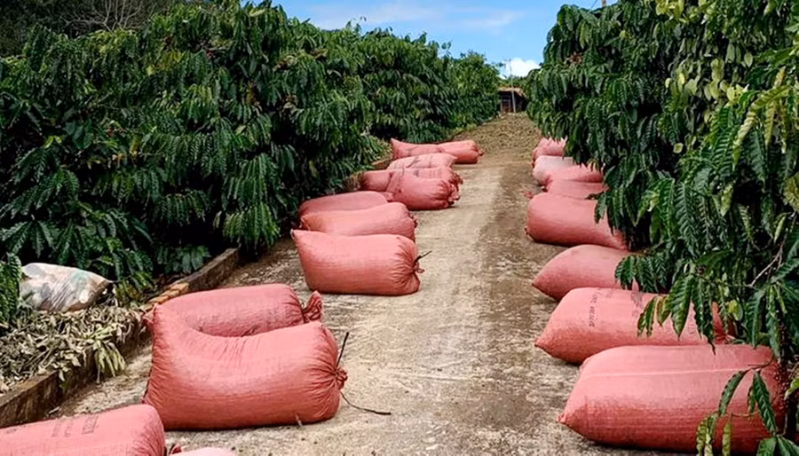 Các đối tượng thường lợi dụng sự sơ hở của người dân để trộm cắp cà phê
