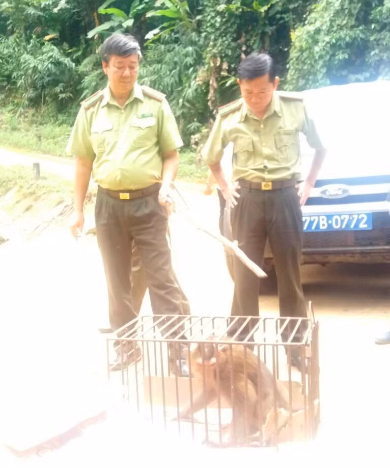 Khỉ mốc quý hiếm nặng 8kg.