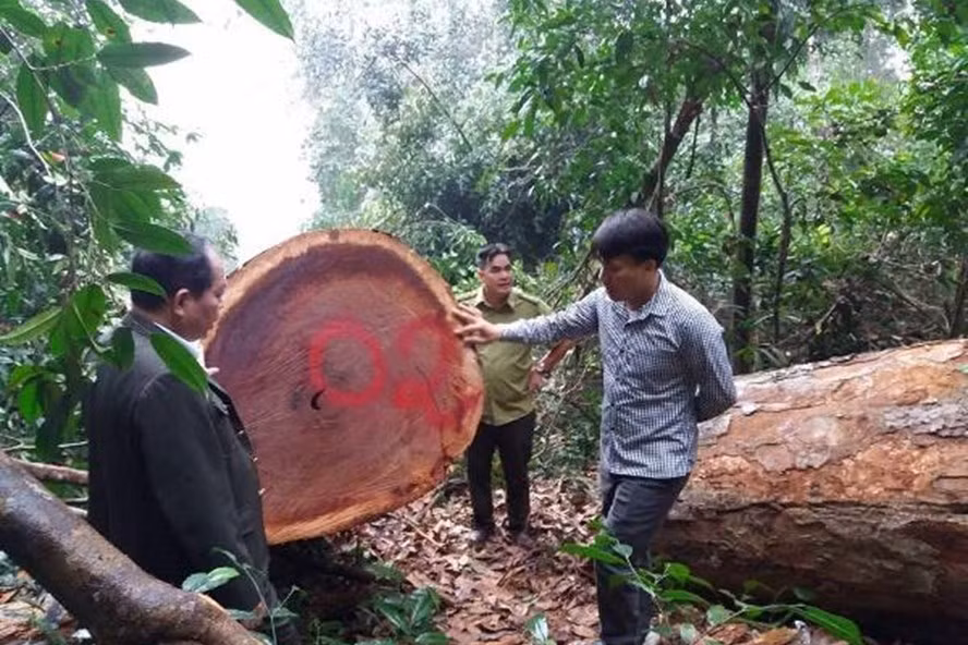 Hiện trường một vụ phá rừng ở Tây Nguyên. Ảnh: BNN