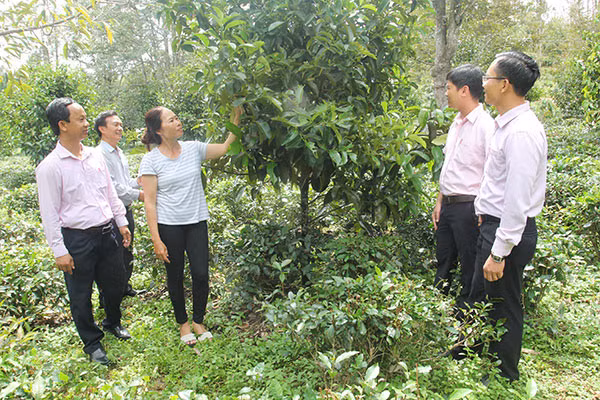 Chị Đỗ Thị Bích Viên ở tổ dân phố 3, thị trấn Đam Ri, huyện Đạ Huoai giới thiệu vườn cây ăn quả của gia đình được đầu tư từ vốn vay ưu đãi. Ảnh: Trần Giáp