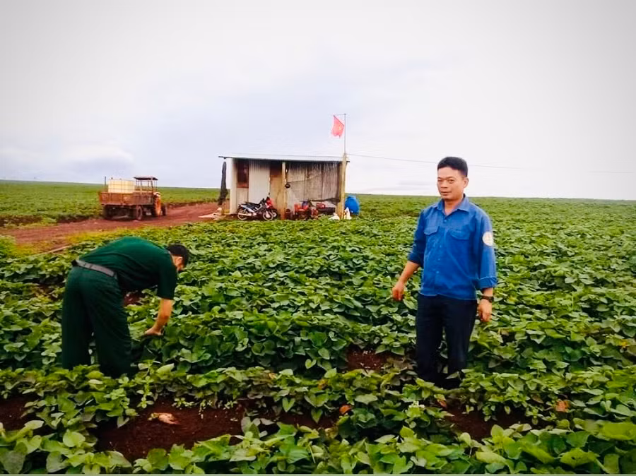 Thành viên Hợp tác xã Nông nghiệp và Dịch vụ Tân Bình chăm sóc khoai lang Lệ Cần. Ảnh Lê Hòa