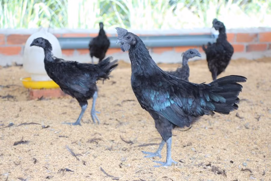 Giống gà mặt quỷ, giống gà quý hiếm này có đặc trưng là màu đen tuyền từ đầu đến chân đang được anh Kiều Văn Sang và anh Nguyễn Thành Phương nuôi thành công tại huyện Tân Châu, tỉnh Tây Ninh. Giống gà mặt quỷ, giống gà quý hiếm này có đặc trưng là màu đen tuyền từ đầu đến chân đang được anh Kiều Văn Sang và anh Nguyễn Thành Phương nuôi thành công tại huyện Tân Châu, tỉnh Tây Ninh.