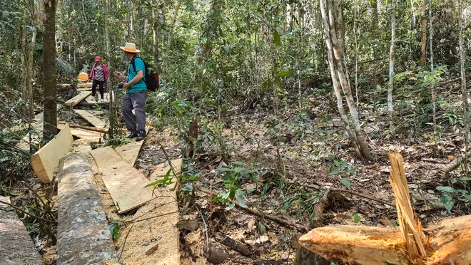 Tan tác rừng nguyên sinh tại TK 249 ẢNH: LÂM VIÊN