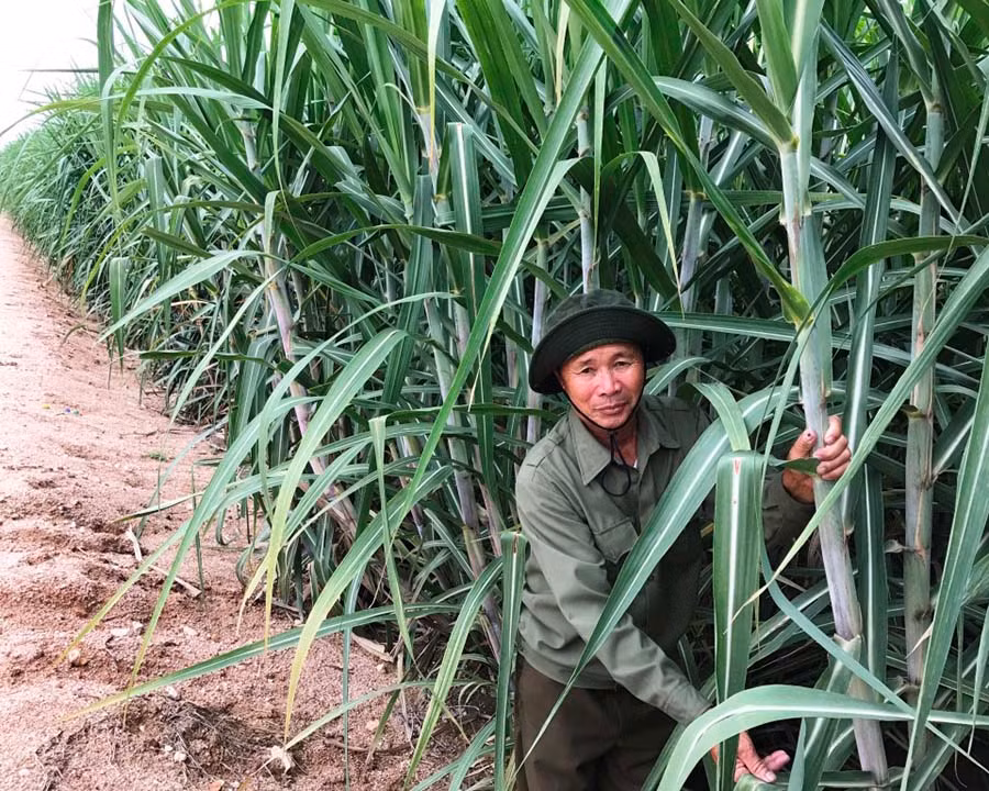 Mô hình trang trại mía của bệnh binh Lê Trọng Phương (ở thôn Đe Kun, xã Pờ Tó) mỗi năm cho thu nhập trên 200 triệu đồng, tạo việc làm thường xuyên cho 5-10 lao động ở địa phương. Ảnh: Đ.P