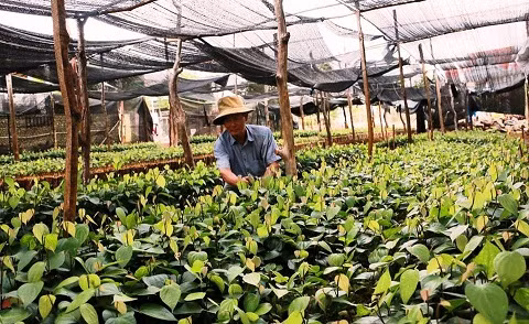 Các cơ sở cần tuân thủ quy trình sản xuất đối với từng loại giống cây trồng. Ảnh: Mai Ka Các cơ sở cần tuân thủ quy trình sản xuất đối với từng loại giống cây trồng. Ảnh: Mai Ka