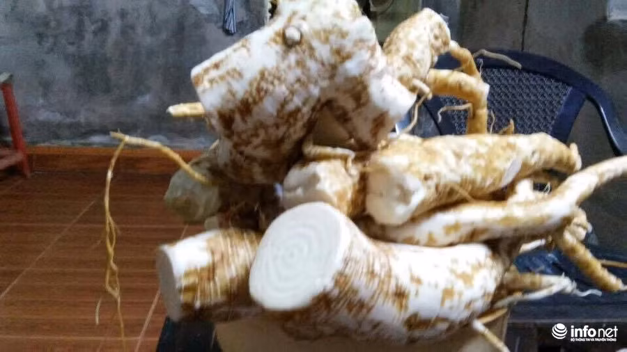 Củ thương lục giống hệt nhân sâm nên dễ nhầm