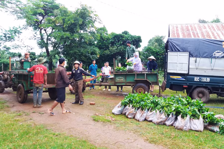 Ủy ban nhân dân TP. Pleiku cấp trên 400 ngàn cây giống cà phê giúp nông dân tái canh, nâng cao thu nhập. Ảnh: N.H UBND TP. Pleiku trao trên 400 ngàn cây giống cà phê giúp nông dân tái canh, nâng cao thu nhập. Ảnh: N.H