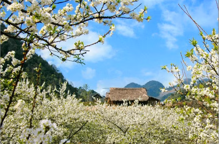 Mận trắng trời - Ảnh: Sưu Tầm