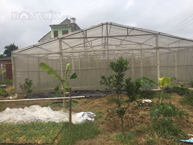 Mô hình nhà trồng rau, củ, quả sạch trong nhà lưới được anh Thiện đầu tư với diện tích hơn 400m2.
