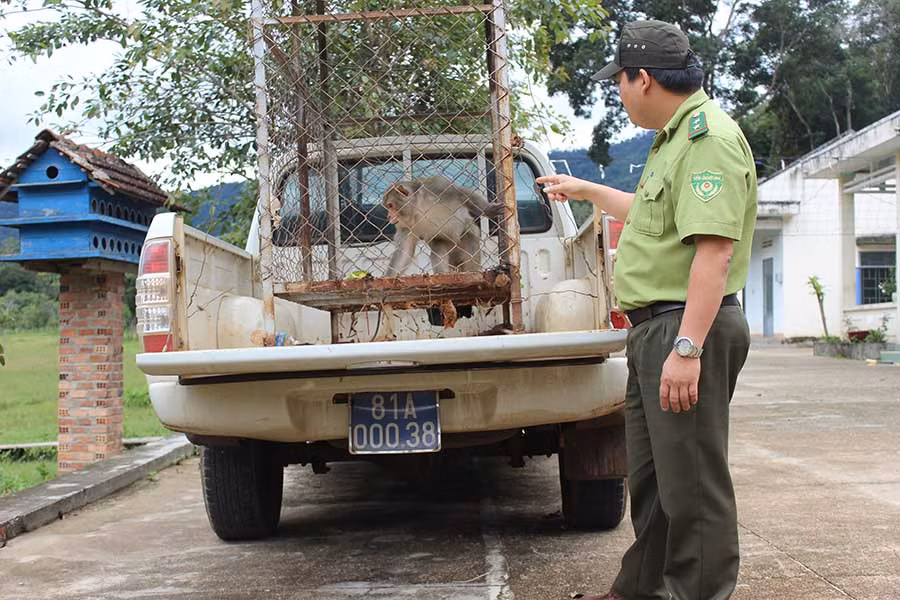  Một cá thể khỉ lông vàng được người dân tự nguyện giao nộp cho cơ quan chức năng. Ảnh: N.D