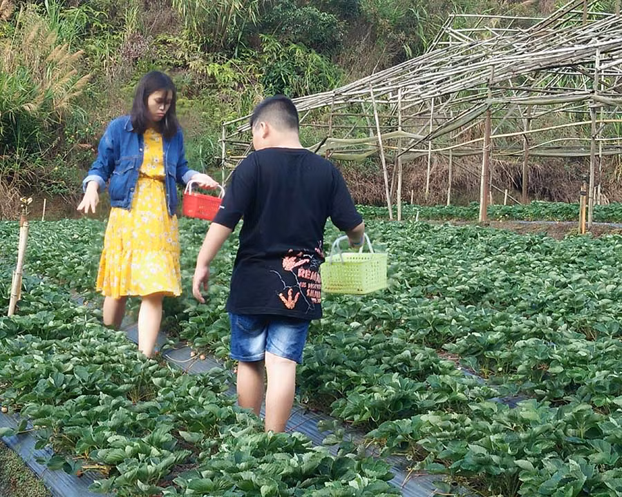 TP. Đà Lạt (tỉnh Lâm Đồng) là địa phương biết đầu tư khai thác khá hiệu quả loại hình du lịch nông nghiệp. Ảnh: Phan Anh TP. Đà Lạt (tỉnh Lâm Đồng) là địa phương biết đầu tư khai thác khá hiệu quả loại hình du lịch nông nghiệp. Ảnh: Phan Anh