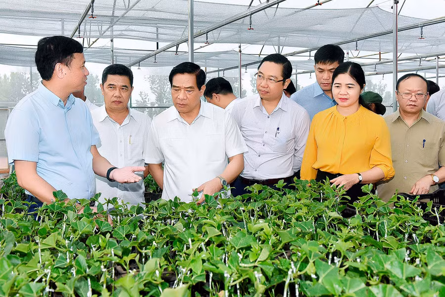 Chủ tịch Hội đồng Dân tộc của Quốc hội Hà Ngọc Chiến tham quan vườn ươm cây chanh dây của công ty đồng giao huyện mang yang