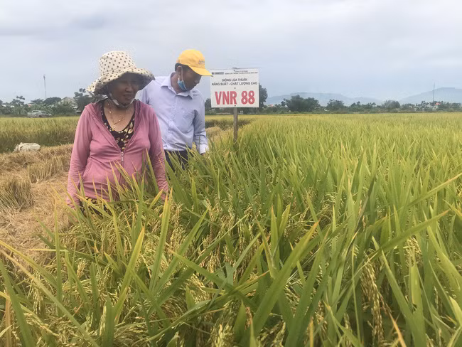Giống lúa VNR88 vụ Đông Xuân 2019-2020 năng suất bình quân đạt từ 75-80 tạ/ha, vụ Hè Thu 2020 năng suất ước đạt khoảng từ 65-70 tạ/ha. Giống lúa VNR88 vụ Đông Xuân 2019-2020 năng suất bình quân đạt từ 75-80 tạ/ha, vụ Hè Thu 2020 năng suất ước đạt khoảng từ 65-70 tạ/ha,