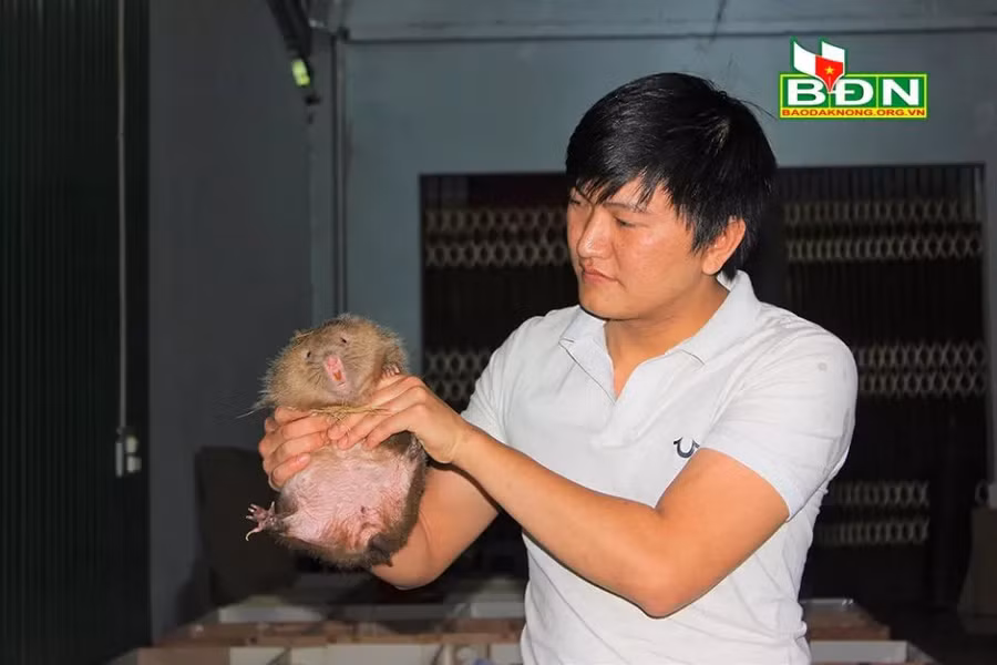 Nhờ chăm sóc tốt nên đàn dúi phát triển nhanh, dúi thịt đạt trọng lượng 1 - 2 kg được anh Thành xuất bán...