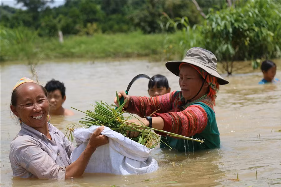 Bên trong vùng rốn ngập, bà con bắt dây đẩy xuồng ra cánh đồng cắt lúa non, vớt vát chút vốn liếng đã bỏ ra nhiều tháng trước đó. Ảnh: Bảo Trung Bên trong vùng rốn ngập, bà con bắt dây đẩy xuồng ra cánh đồng cắt lúa non, vớt vát chút vốn liếng đã bỏ ra nhiều tháng trước đó. Ảnh: Bảo Trung