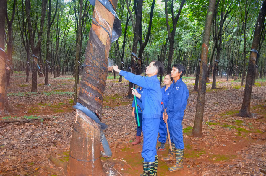 Anh Nguyễn Trọng Báo (bìa trái) hướng dẫn công nhân cạo mủ cao su. Ảnh: Vĩnh Hoàng 