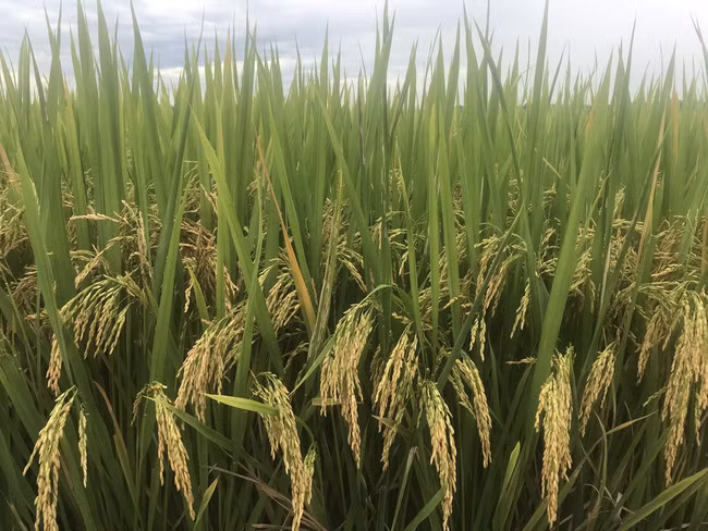 Giống lúa VNR88, VNR20 hiện nay đã được công nhận sản xuất thử và giống Hương Châu 6 đã được công nhận lưu hành. Giống lúa VNR88, VNR20 hiện nay đã được công nhận sản xuất thử và giống Hương Châu 6 đã được công nhận lưu hành.