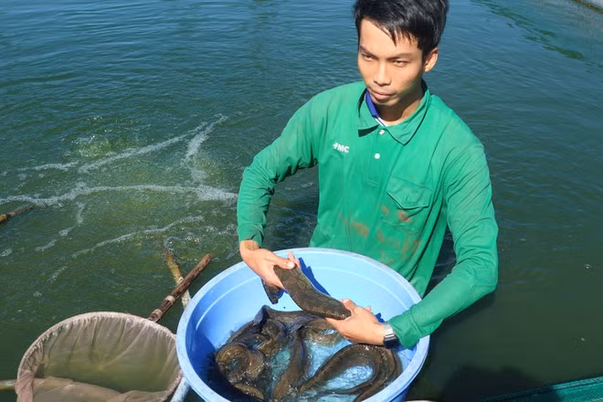 Anh Trần Văn Tính giới thiệu cá thương phẩm chuẩn bị cân cho thương lái ẢNH: THIÊN LỘC