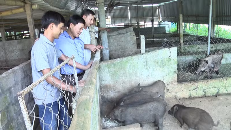 Mô hình nuôi lợn rừng của anh Nguyễn Lê Anh Tuấn, khu phố Thống Nhất, thị trấn Hồ Xá (huyện Vĩnh Linh, tỉnh Quảng Trị).