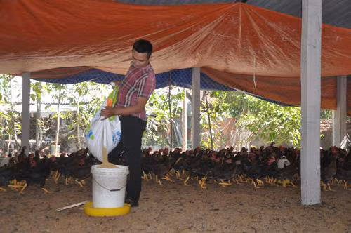 Anh Phạm Minh Vương, 33 tuổi, ở xã Tịnh Bình, huyện Sơn Tịnh, tỉnh Quảng Ngãi đã quyết tâm từ bỏ công việc làm ổn định để về quê khởi nghiệp từ gà thả đồi và mỗi năm “đút túi” hơn 300 triệu đồng. Ảnh: Cúc Phượng