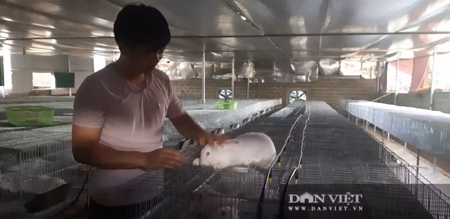 Anh Khương đang theo dõi sức khỏe của đàn thỏ nái, để điều chỉnh thức ăn cho phù hợp.