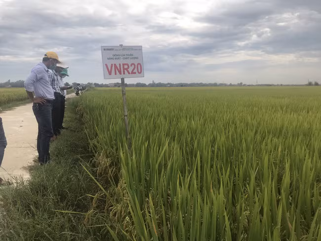 Giống VNR20 có thời gian sinh trưởng vụ Đông Xuân từ108-112 ngày, vụ Hè Thu từ 93-97 ngày. Giống VNR20 có thời gian sinh trưởng vụ Đông Xuân từ108-112 ngày, vụ Hè Thu từ 93-97 ngày.