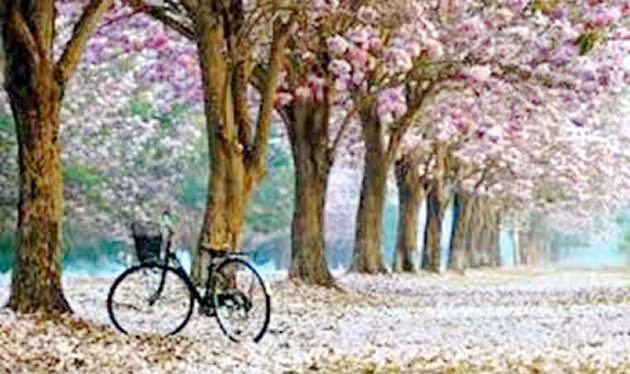  Thu vắng...