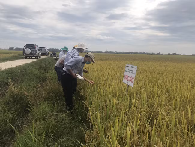 Theo đánh giá của đoàn đại biểu Chi cục Trồng trọt và Bảo vệ thực vật tỉnh Quảng Nam và nông dân tham gia mô hình thì bộ 3 giống: VNR20, VNR88, Hương Châu 6 phù hợp với điều kiện khí hậu, thổ nhưỡng của Quảng Nam và cho hiệu quả kinh tế rất khá. Theo đánh giá của đoàn đại biểu Chi cục Trồng trọt và Bảo vệ thực vật tỉnh Quảng Nam và nông dân tham gia mô hình thì bộ 3 giống: VNR20, VNR88, Hương Châu 6 phù hợp với điều kiện khí hậu, thổ nhưỡng của Quảng Nam và cho hiệu quả kinh tế rất khá.