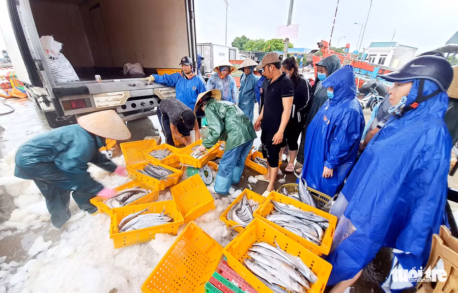 Thương lái đội mưa ra tận cảng mua hải sản của bà con ngư dân vào bờ tránh bão số 2 chiều 1-8 - Ảnh: DOÃN HÒA