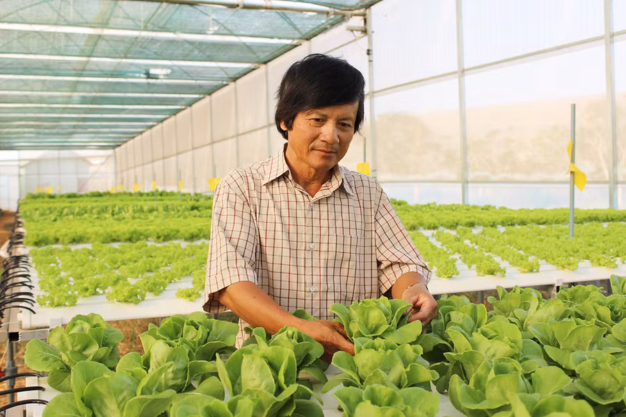  Ông Nguyễn Ngọc Hoàng-Giám đốc Công ty TNHH một thành viên Hương Đất An Phú (TP. Pleiku) lo lắng vì giá rau giảm mạnh. Ảnh: NGUYỄN DIỆP