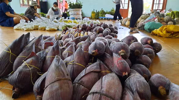 Những búp chuối yêu thương - Ảnh: TRẦN NGUYỄN VỸ