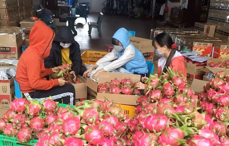 Gia đình chị Trần Thị Thu Thảo (xã Cư Êbur, thành phố Buôn Ma Thuột) thu hoạch thanh long. (Ảnh: Hoài Thu/TTXVN)
