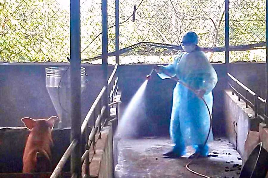Người chăn nuôi xã Ia Dreng tổ chức phun tiêu độc khử trùng khu vực nuôi heo. Ảnh: Lê Nam