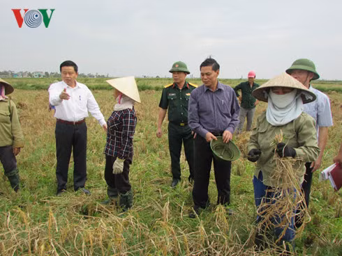 Chủ tịch UBND thành phố Hải Phòng kiểm tra công tác thu hoạch lúa mùa ở huyện Tiên Lãng, Hải Phòng.