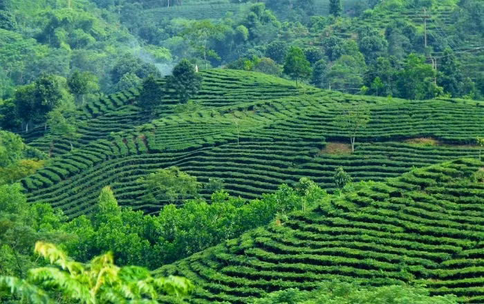 Đồi chè Suối Giàng, Yên Bái: Đồi chè Suối Giàng là nơi có những cây chè độc nhất vô nhị ở Việt Nam. Suối Giàng có độ cao hơn 1.400 m so với mặt nước biển, nơi có những cây chè cổ thụ cao lớn khổng lồ có thể nâng đỡ cả chục người lớn.