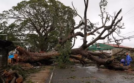 Bão Haima quật đổ cây ở Philippines. Ảnh: Reuters.