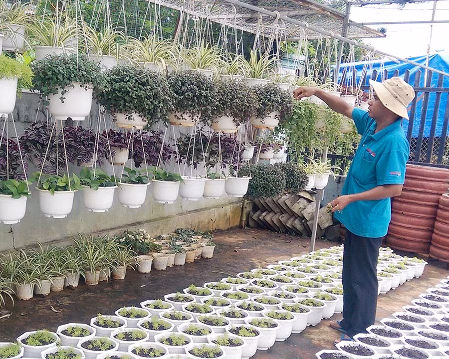 Người dân TP. Pleiku tất bật chuẩn bị vụ hoa Tết. Ảnh: D.Q Người dân TP. Pleiku tất bật chuẩn bị vụ hoa Tết. Ảnh: D.Q