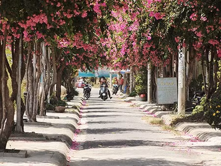 Nhiều khách du lịch Nha Trang đã tìm đến con đường này để thưởng lãm một vẻ đẹp bình yên hiếm thấy.