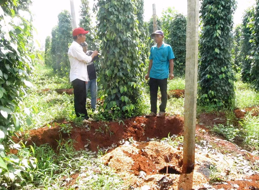  Vườn tiêu của gia đình anh Rơ Mah Bran đang bị bệnh. Ảnh: H.T