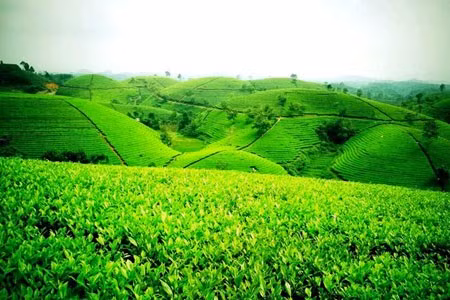 Đồi chè ở Tân Cương, Thái Nguyên: nằm cách thành phố Hà Nội khoảng 100 km. Nhờ có dãy Tam Đảo và dãy Thằn Lằn chắn bớt cái nắng, đồng thời có nguồn nước của dòng sông Công và hồ Núi Cốc mà những vườn chè ở đây quanh năm xanh tốt. Đây là một trong những đồi chè đẹp như tranh được bao quanh bởi những dãy núi mờ ảo khiến cảnh sắc càng thêm thơ mộng.