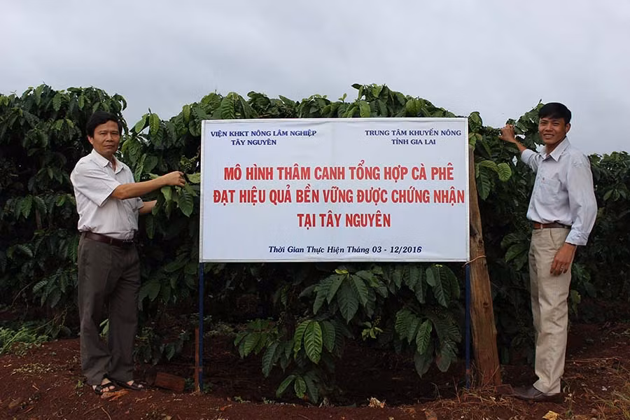  Một mô hình sản xuất cà phê theo tiêu chuẩn 4C. Ảnh: N.D