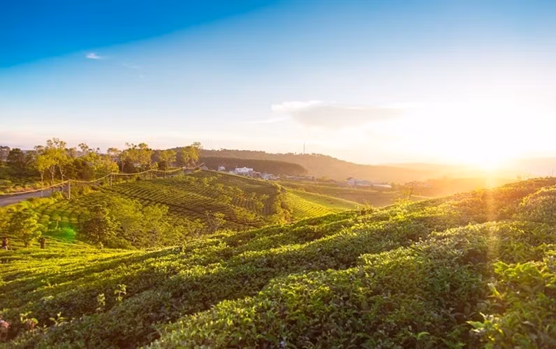 Đồi chè Pleiku, Gia Lai: Nhắc đến phố núi Pleiku, người ta thường nhớ ngay đến Biển Hồ mênh mang nhưng đồng thời cũng không thể quên được Biển Hồ chè. Đây là cái tên mà những người dân địa phương đã đặt cho cánh đồng chè, nơi có sự kết hợp giữa những đồi chè ngút ngàn và cả những kênh thủy lợi sóng sánh nước.