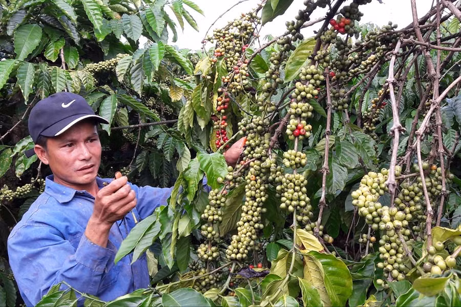 Anh Báu đang từng bước vươn lên phát triển kinh tế. Ảnh: Đỗ Hằng