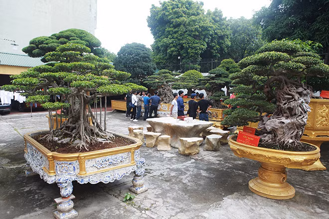 Hàng ngày, rất nhiều người yêu cảnh cảnh trong và ngoài nước đến thăm quan. Chủ nhân cho biết, có ngày tiếp khách từ 7h sáng đến 22h đêm